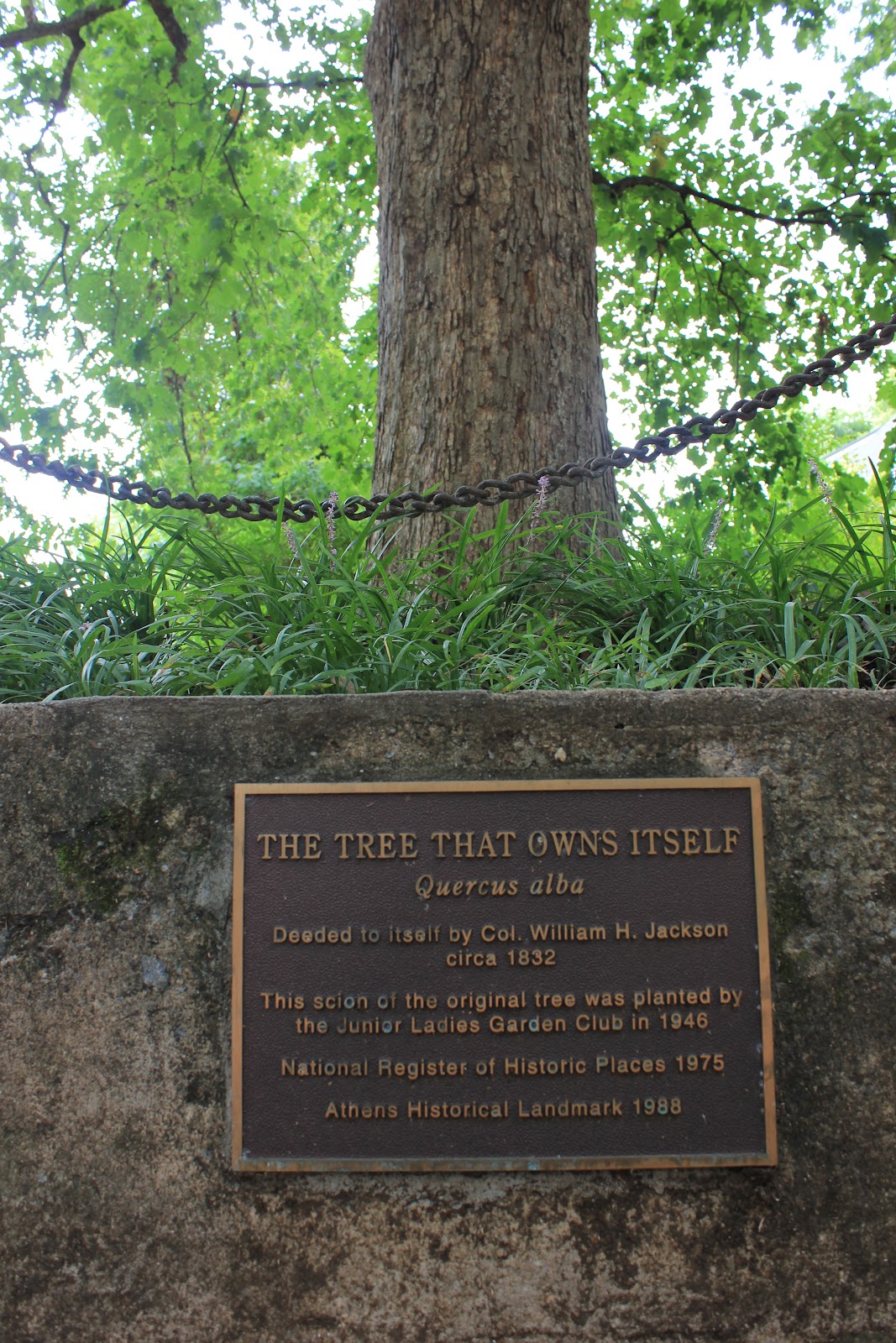 The Tree that Owns Itself